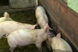 Revoltă în Parlament între autorităţi şi fermierii ruinați de pesta porcină