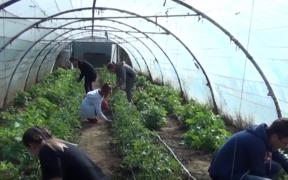 Serele Liceului Agricol din Seini sunt pregătite de elevi pentru iarnă