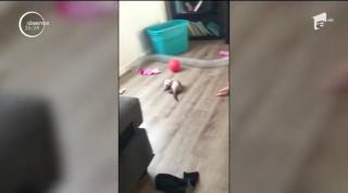 Un pui de dihor a devenit vedetă în mediul online (Video)