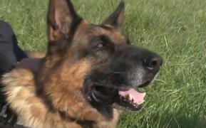 Leban, un ciobănesc german de la ISU Sibiu, cel mai medaliat câine al Ministerului de Interne