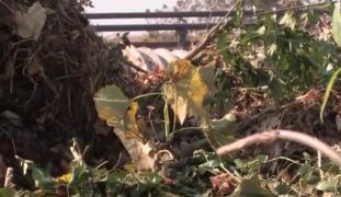 Afacere se sezon. Frunzele care cad din copaci valorează zeci de mii de lei