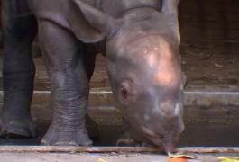 Un pui de rinocer negru a fost prezentat în premieră publicului din Berlin