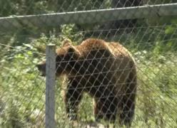 Aproape de moarte pentru o fotografie. Doi tineri au fost muşcaţi de urs, după ce au vrut să-şi facă poze cu animalul