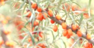 Cătina, garanția unui organism sănătos. Combate efectele virozelor, alungă oboseala şi ajută la reducerea ridurilor