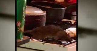 Mai multe locuinţe din New York au fost invadate de familii întregi de șobolani