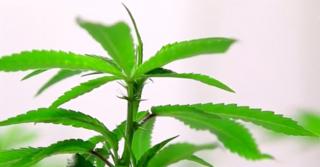 Canada legalizează consumul de cannabis nu doar în scop medical ci, pur şi simplu, pentru plăcere