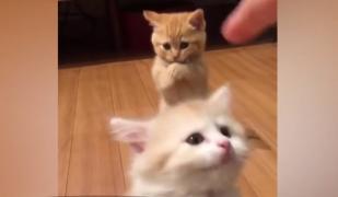 Un pui de pisică a devenit vedetă în mediul online, după ce a încercat să-și imite fratele