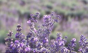 Culturile de lavandă, sursă de profit pentru tot mai mulţi agricultori din România
