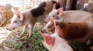 În ciuda măsurilor şi a sutelor de mii de animale omorâte, epidemia de pestă porcină pare greu de stăpânit