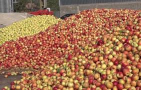 Merele româneşti se vând cu preţuri de nimic, după o recoltă impresionantă. Kilogramul costă 20 de bani