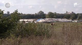 Vaci, porci şi oi crescute printre mormane de gunoaie în ferme improvizate, în Bucureşti