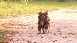 Topul celor mai potrivite rase de câini pentru apartament, conform specialiştilor