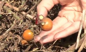 Localnicii de lângă cariera Roşiuţa trăiesc sub un nor de praf, cărbune şi steril