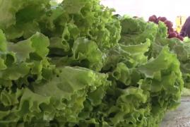 Iarna nu scoate de pe piaţă verdeţurile proaspete. Vom avea trufandale în tot anotimpul rece