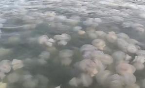 Spectacol al naturii pe litoral. Milioane de meduze au fost aduse la mal de curenții calzi