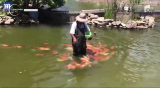 Un adevărat spectacol este oferit în Sri Lanka, de peştii dintr-un bazin decorativ