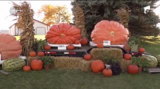 Un dovleac de aproape 1000 de kilograme, expus cu mândrie de un cuplu de fermieri din Wisconsin