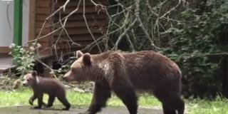 O femeie dintr-o localitate din Prahova şi soţul ei, la un pas să moară sfâşiaţi de un urs