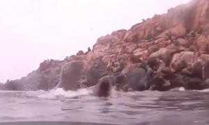 Turiștii din capitala republicii Peru înoată cu alături de leii de mare