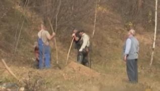 Trei pui de urs călcați de tren în Harghita