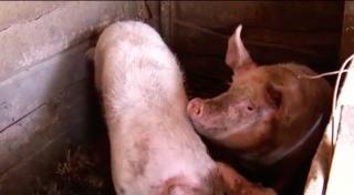 Pesta porcină se extinde în Teleorman. Autorităţile promit că pesta va fi istorie în judeţul lor