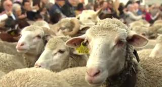 Turmă de 2.000 de oi, la pas prin centrul Madridului