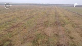 Plantaţiile de nuci forestieri ar putea deveni pădurile de aur ale României