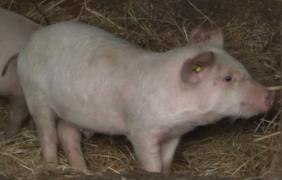 Un bărbat a adus porci infectaţi cu pestă porcină în Maramureş şi i-a vândut pe marginea şoselei