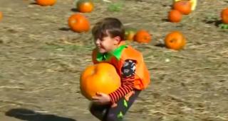 Dragostea pentru Halloween, transformată într-o afacere cu dovleci