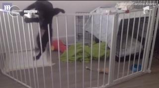 Un câine, vedetă pe Internet, după ce a fost filmat în timp ce încerca să evadeze din ţarcul în care era închis