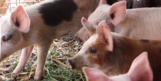 Pesta porcină a ajuns în Maramureş. La o zi după ce a fost cumpărat, un purcel a şi murit