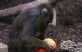 La o grădină zoologică din Belgia, animalele sărbătoresc Halloweenul în avans