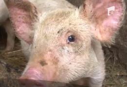 Autorităţile din Maramureş, măsuri urgente de prevenire a extinderii pestei porcine