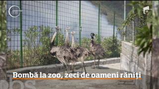 Panică la o grădină zoologică din Ecuador, după ce un grup de huligani a detonat o bombă