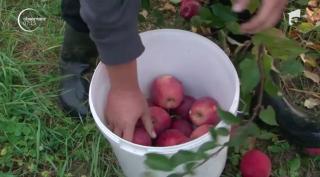 O familie din Mureș a deschis o afacere profitabilă cu mere, folosind cele mai noi tehnologii