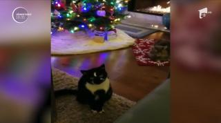 Pisica-vedetă pentru ședințele sale foto