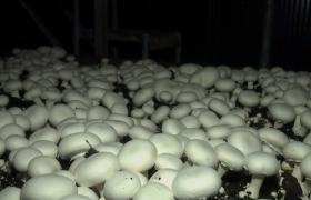 O tânără din Braşov a dezvoltat o afacere profitabilă cu ciuperci