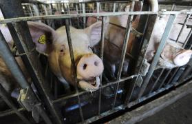 Pesta porcină a ajuns în Vrancea. Oamenii îşi taie porcii de frică să nu-şi piardă afacerile