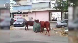 Doi cai, filmaţi în timp ce mănâncă din tomberoanele de gunoi, în Brăila