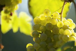 România are vinuri de soi, dar este aproape inexistentă pe harta exporturilor