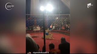 Scene de groază surprinse în timpul unui spectacol de circ din Rusia. O fetiţă a fost atacată de o leoaică