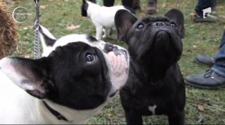 Expoziţie canină la Oradea. Sute de câini ajunşi din toată ţara, dar şi de peste hotare s-au întrecut în mai multe probe