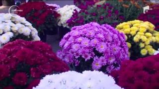 Chiar dacă nu au cel mai puternic miros, crizantemele sunt considerate cele mai nobile flori din lume, după trandafir