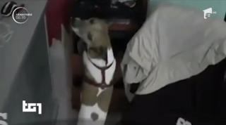 Camorra a emis o condamnare la moarte ceva mai neobişnuită. Un câine poliţist i-a înfuriat pe liderii mafiei napoletane