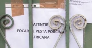 Pesta porcină a reapărut în Bihor. Virusul a fost eradicat din judeţ în urmă cu doar o lună