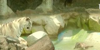 Trei pui de tigru alb din Bengal, prezentaţi pentru prima oară publicului, la grădina zoologică din Lima