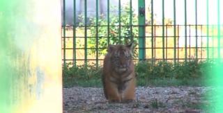 Se caută nume pentru cel mai nou membru al Grădinii Zoologice din Piteşti, un pui de tigru siberian