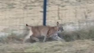 Pui de râs, salvat de jandarmii braşoveni. Animalul ajunsese, din greșeală, în curtea unei familii