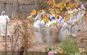 Cu o noapte înainte de a fi sacrificați, porcii oltenilor au dispărut ca prin minune. Veterinarii au găsit cotețele goale