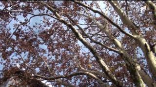 Un copac vechi de sute de ani a fost desemnat arborele anului 2019